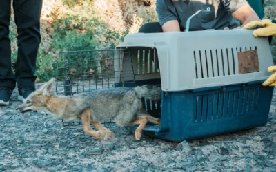 En el Día del Animal, liberaron a una zorra en una reserva natural de Médano de Oro