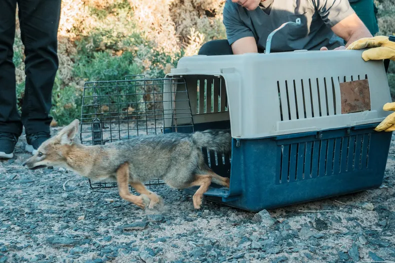 En el Día del Animal, liberaron a una zorra en una reserva natural de Médano de Oro