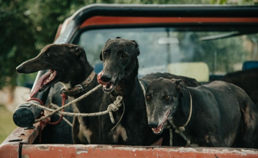 Orrego presentó un proyecto para reconocer a los animales como seres sintientes