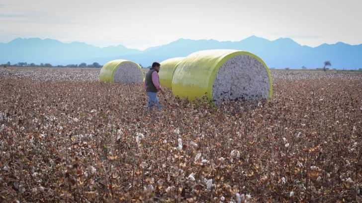 Comenzó la cosecha de algodón en Jáchal y proyectan a San Juan como polo algodonero