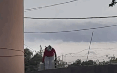 Maltrato animal: denunciaron a una mujer por causar la muerte del perro de su vecina tras arrojarle ácido