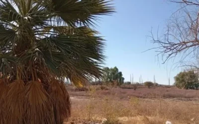 Otro espeluznante caso de maltrato animal: encontraron un caballo descuartizado en Campo Afuera