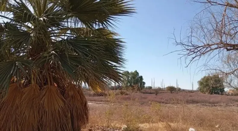Otro espeluznante caso de maltrato animal: encontraron un caballo descuartizado en Campo Afuera