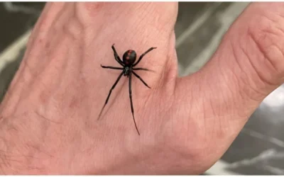 Una mujer fue picada por una viuda negra y sobrevivió gracias a la rápida atención médica