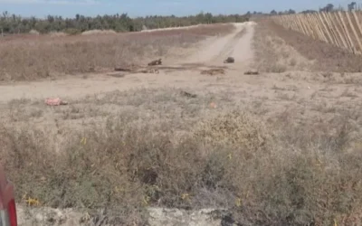 Hallaron dos caballos faenados en Angaco y la Policía investiga el hecho