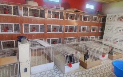 Otra vez incautaron gallos de pelea: esta vez más de 60