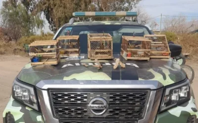 Caucete: desbarataron un presunto grupo de cazadores furtivos con armas, perros y fauna silvestre