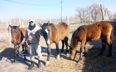 Recuperaron tres caballos robados de una escuela agrotécnica en Sarmiento