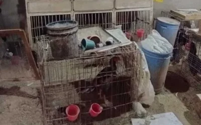 Secuestraron más de 15 gallos de pelea en un operativo policial en 25 de Mayo