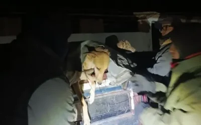 Desbarataron un intento de caza furtiva en Caucete y secuestraron liebres y galgos muertos