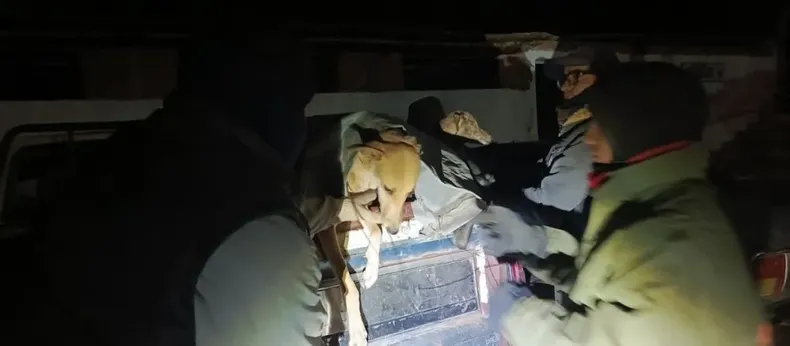 Desbarataron un intento de caza furtiva en Caucete y secuestraron liebres y galgos muertos