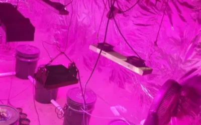 Un allanamiento por robo terminó con el hallazgo de un invernadero de marihuana y un arma en Albardón