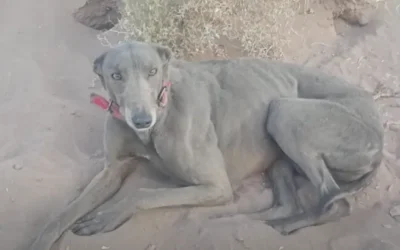 Rescataron 11 galgos y detuvieron a un grupo de personas por caza ilegal en Albardón
