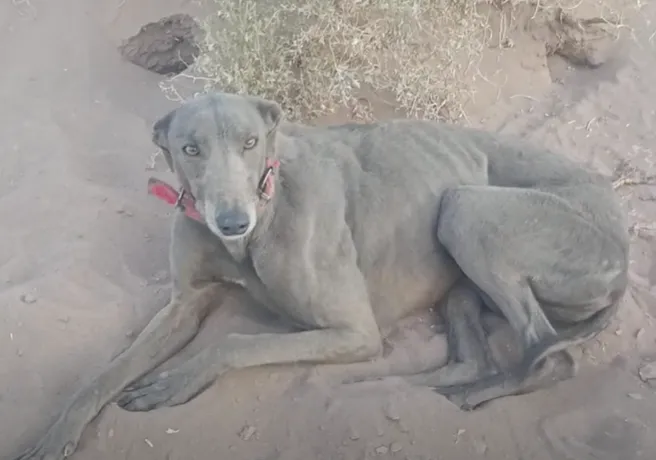 Rescataron 11 galgos y detuvieron a un grupo de personas por caza ilegal en Albardón
