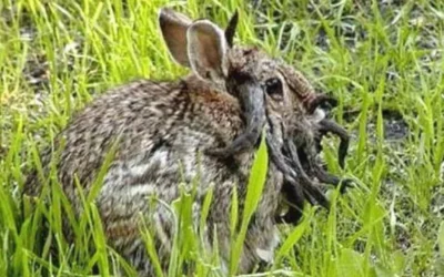 Aparecieron conejos con cuernos extraños en Estados Unidos y lo asignan a un virus