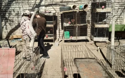 Secuestraron aves, gallos de riña, drogas y un arma en allanamientos en 25 de Mayo y Caucete