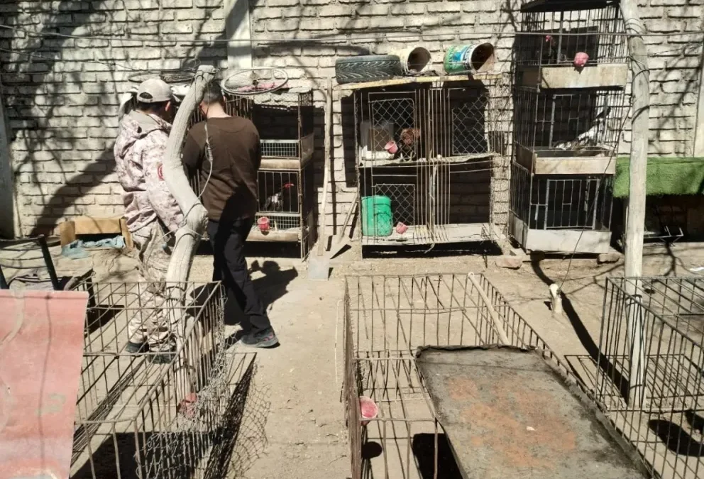 Secuestraron aves, gallos de riña, drogas y un arma en allanamientos en 25 de Mayo y Caucete