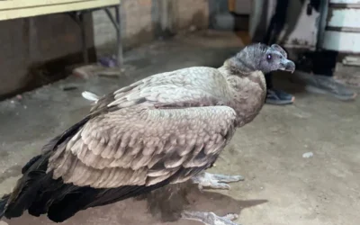 Rescataron a un cóndor en 9 de Julio y lo trasladaron al Parque Faunístico