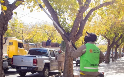 Capital avanza con un operativo de despeje de luminarias y corte de ramas