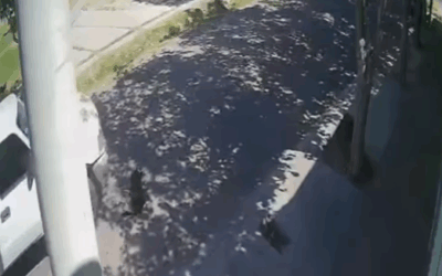 Indignación en Capital por la muerte de una perrita atropellada por una camioneta