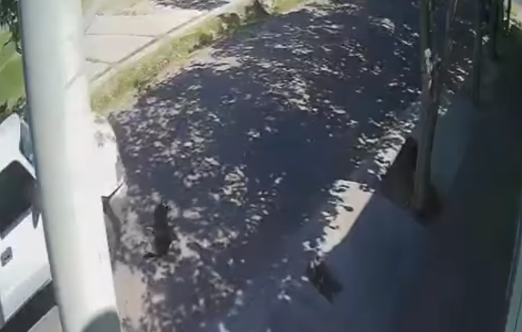 Indignación en Capital por la muerte de una perrita atropellada por una camioneta