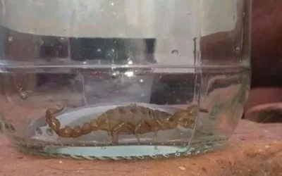 Albardón: preocupación entre los vecinos por la presencia de arañas y alacranes en el Parque Latinoamericano