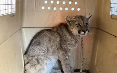 Rescataron a un puma juvenil que apareció en una vivienda de Albardón