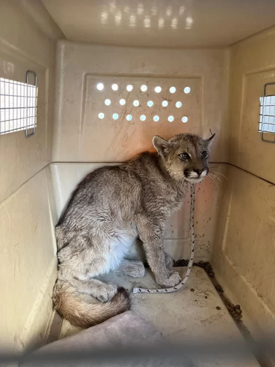 Rescataron a un puma juvenil que apareció en una vivienda de Albardón