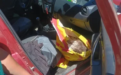 Interceptaron a cazadores con animales silvestres faenados en Iglesia