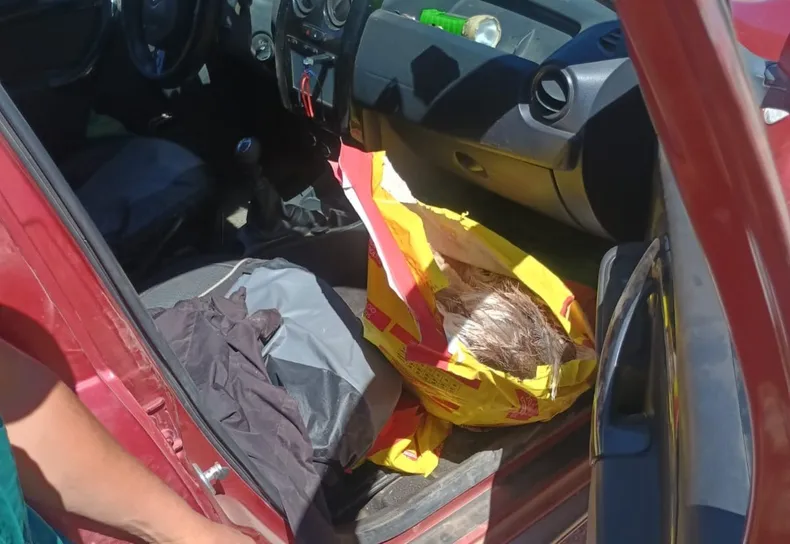 Interceptaron a cazadores con animales silvestres faenados en Iglesia