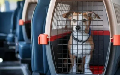 Autorizaron el traslado de mascotas en colectivos de larga distancia