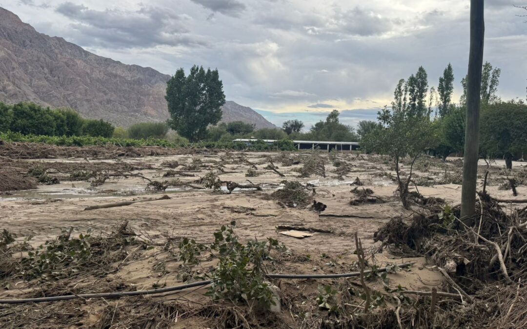 Relevan daños en cultivos de uva, olivo y frutales tras las inundaciones en Zonda