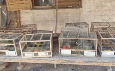 La Policía Rural recuperó más de 20 aves en un allanamiento en 25 de Mayo y un hombre fue detenido