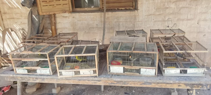 La Policía Rural recuperó más de 20 aves en un allanamiento en 25 de Mayo y un hombre fue detenido