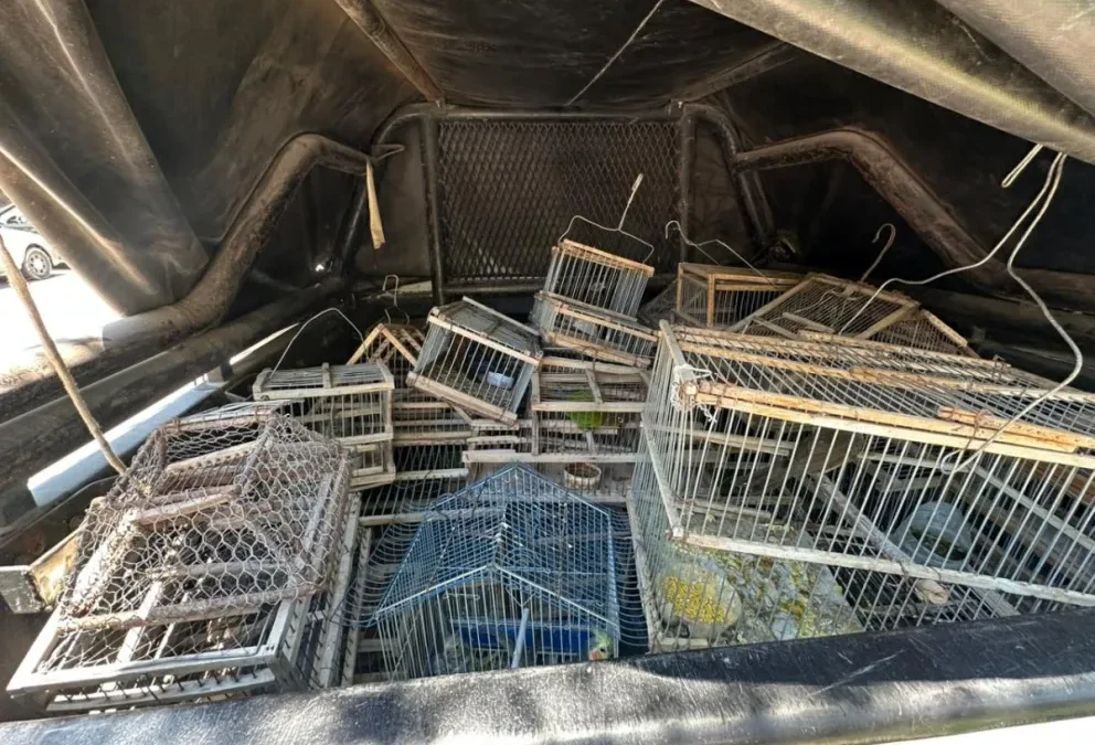 La Policía Rural recuperó 39 aves silvestres en Albardón