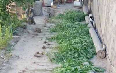 Chimbas: buscaban a un hombre por portación de armas y encontraron 51 plantas de marihuana en el allanamiento