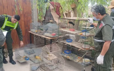 La Secretaría de Ambiente refuerza controles y avanza contra el tráfico de fauna en la provincia