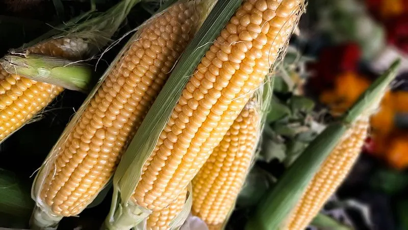 Feria y Mercado de Abasto: los precios de referencia desde abril