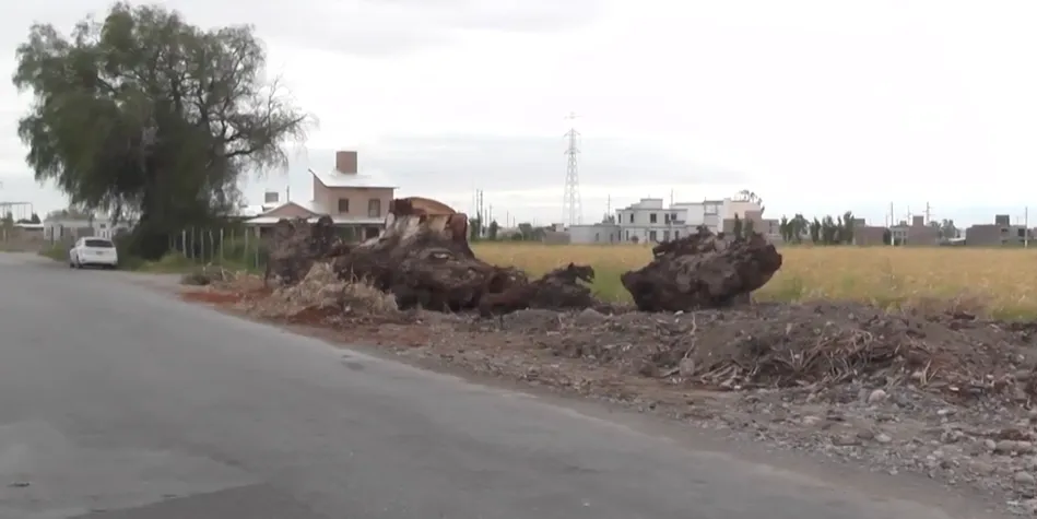 Pavimentación en Rawson: el municipio colabora con la extracción de árboles viejos para la obra de la calle Meglioli