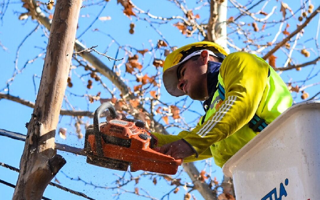 Capital intensifica las tareas de mantenimiento del arbolado público