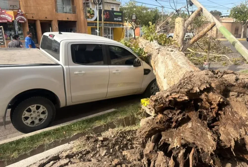 Un árbol de gran tamaño cayó sobre una camioneta en Capital: no hubo heridos