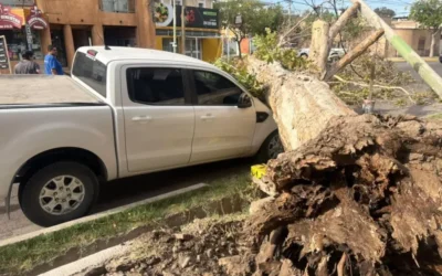Un árbol de gran tamaño cayó sobre una camioneta en Capital: no hubo heridos