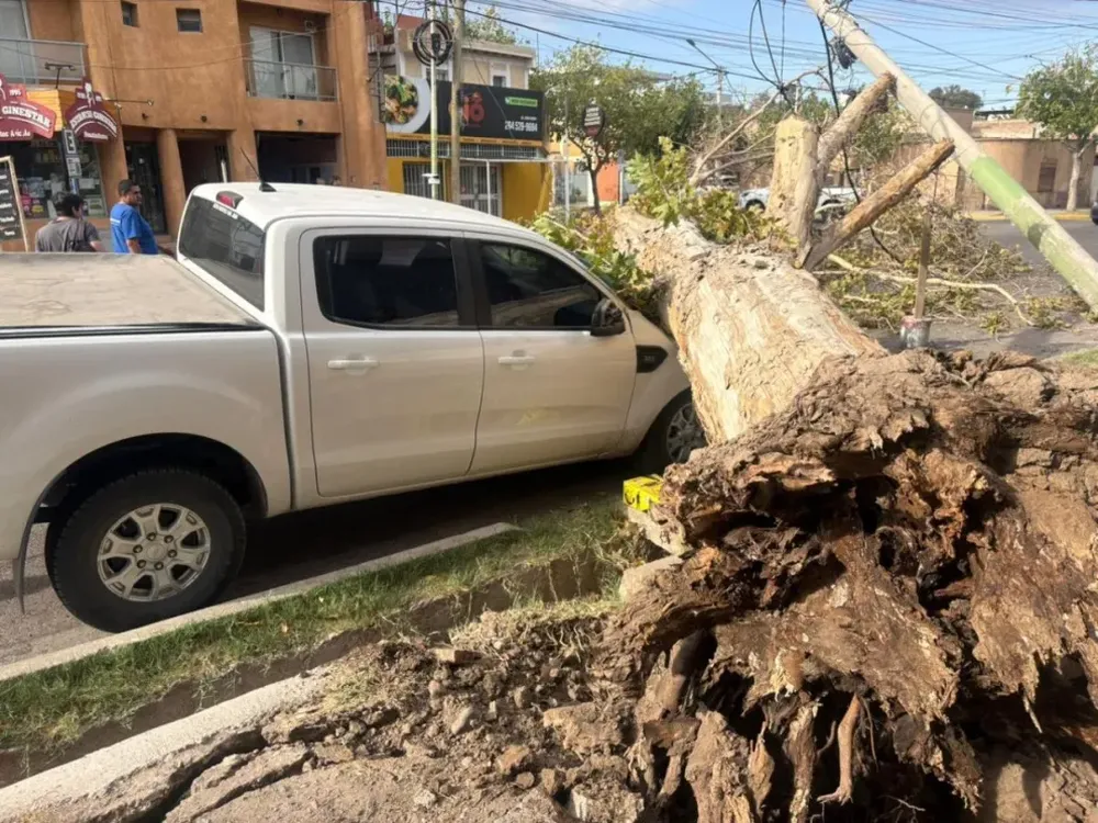 Un árbol de gran tamaño cayó sobre una camioneta en Capital: no hubo heridos