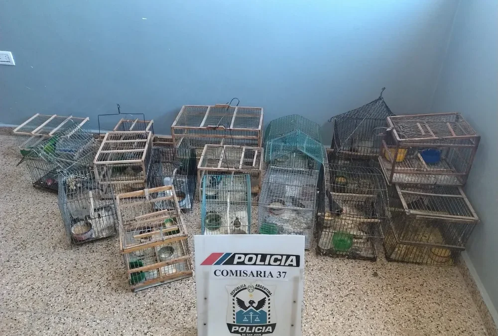 Rescataron aves silvestres en cautiverio tras un operativo en Caucete