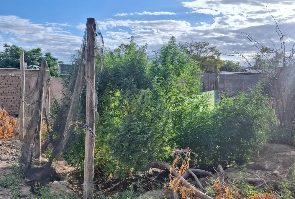 Secuestraron 17 plantas de marihuana durante un procedimiento policial en Villa San Damián