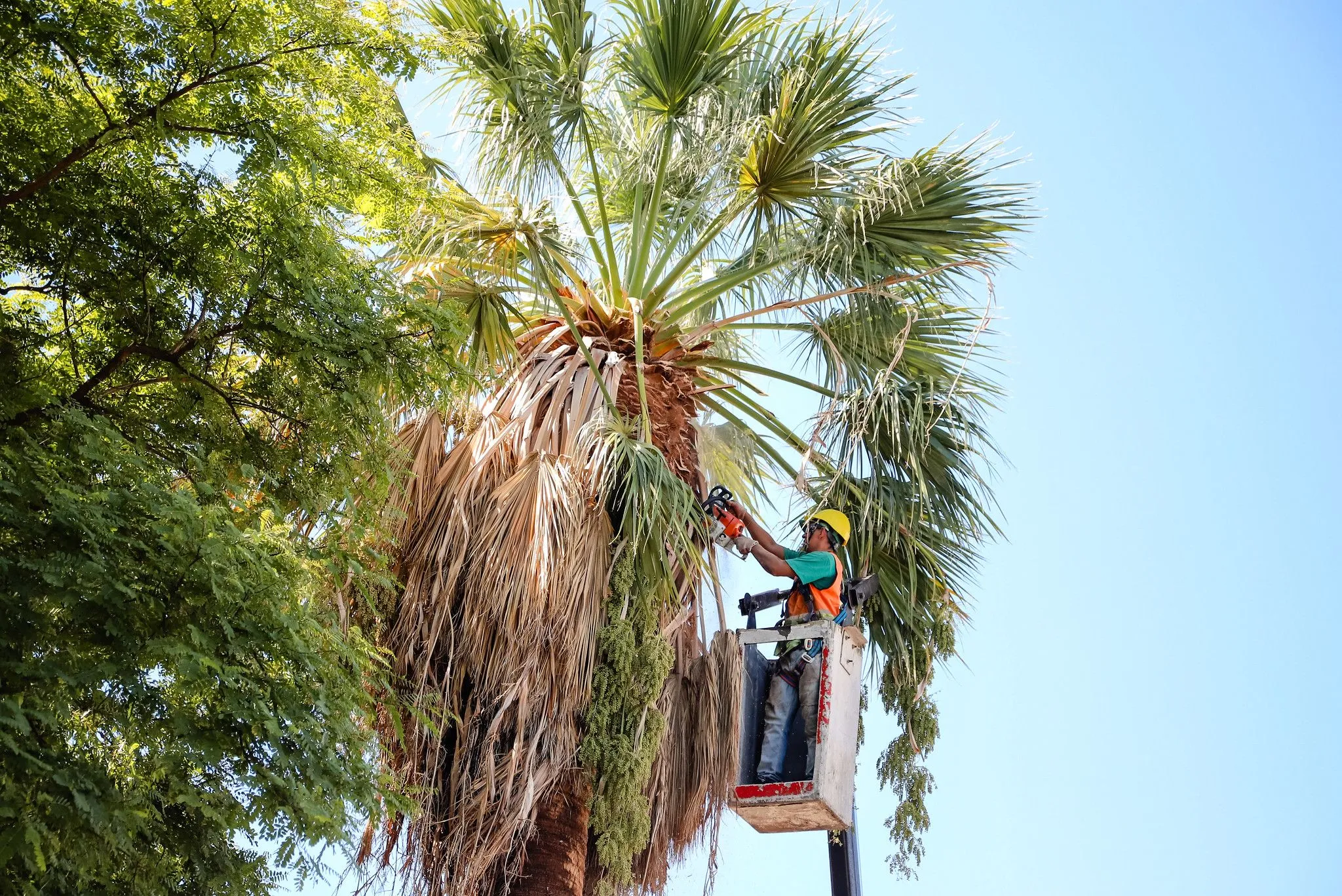 Arbolado público: tareas de mantenimiento y seguridad en Capital del 6 al 12 de abril