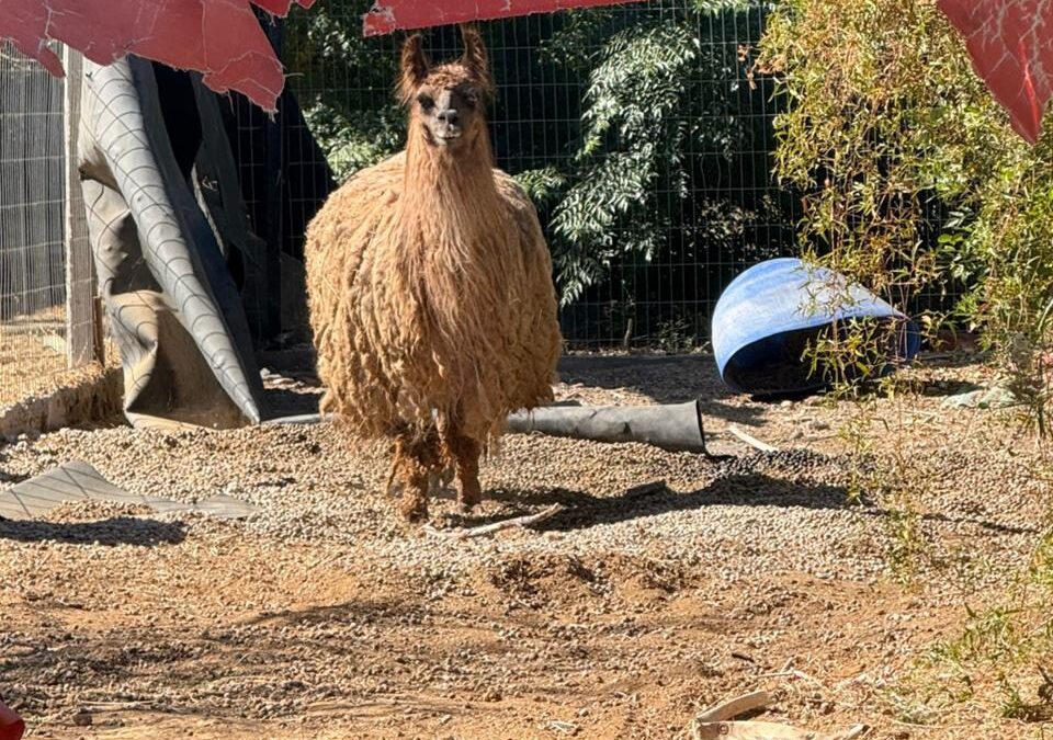 Desmantelaron un «zoológico» clandestino con animales exóticos en una finca de Pocito