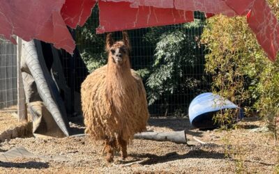 Desmantelaron un «zoológico» clandestino con animales exóticos en una finca de Pocito