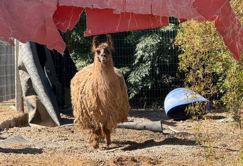 Desmantelaron un "zoológico" clandestino con animales exóticos en una finca de Pocito