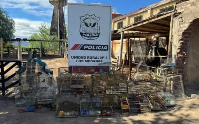 Caza y venta ilegal: rescataron 17 aves silvestres y decenas de jaulas en Caucete
